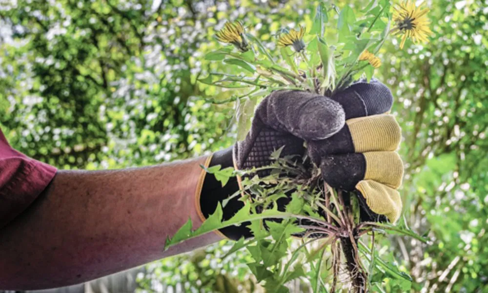 Affordable lawn mowing service in Prescott, AZ by Guardian Landscape