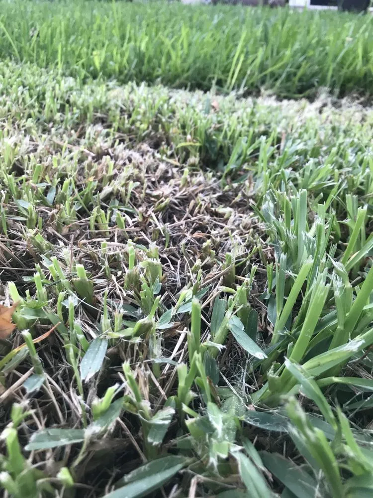 Professional landscape installation in Orlando, FL - Guardian Lawn & Landscape