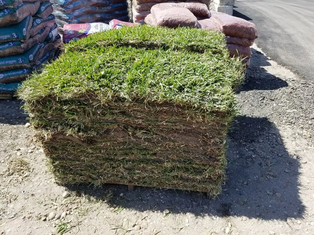 Top-rated yard maintenance for year-round maintenance in Orlando, FL by Guardian Lawn & Landscape