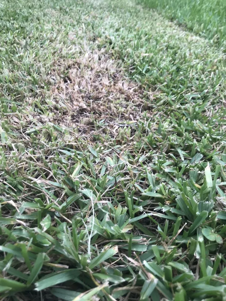 Local lawn mowing service for homes in Orlando, FL by Guardian Lawn & Landscape