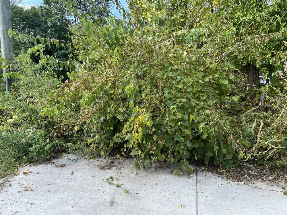 Reliable landscape design in Lansing, IL by Guardian Of The Grass