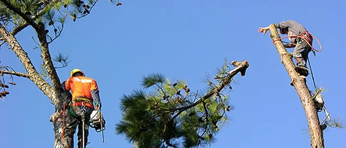 Affordable landscaping services for homes in Carneys Point, NJ by Guardians Property Management