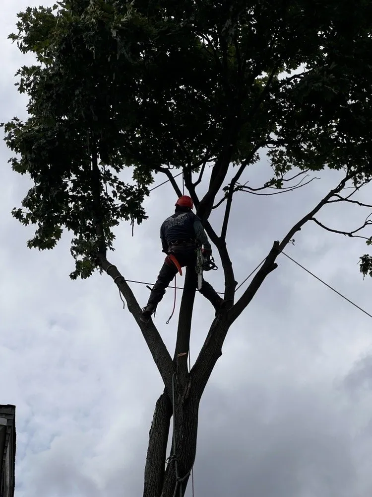 Reliable lawn care service experts serving Carneys Point, NJ - Guardians Property Management