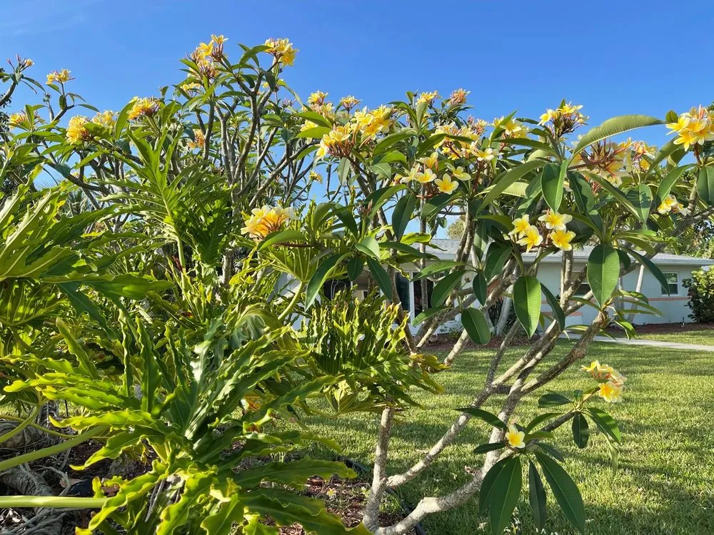 Professional landscape installation in Melbourne, FL by Guccione Architectural Landscape Designs