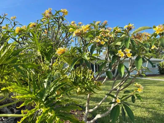 Guccione Architectural Landscape Designs Logo