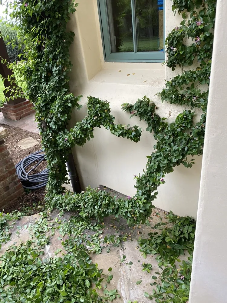 Professional outdoor landscaping for homes in Santa Barbara, CA by GuemerosM Mantenimiento De Jardin Y Yarda