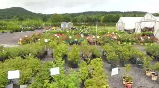 Affordable lawn mowing service in Schoharie, NY - Guernsey's Schoharie Nurseries