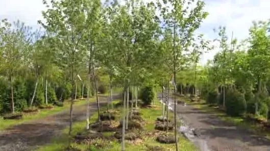 Guernsey's Schoharie Nurseries