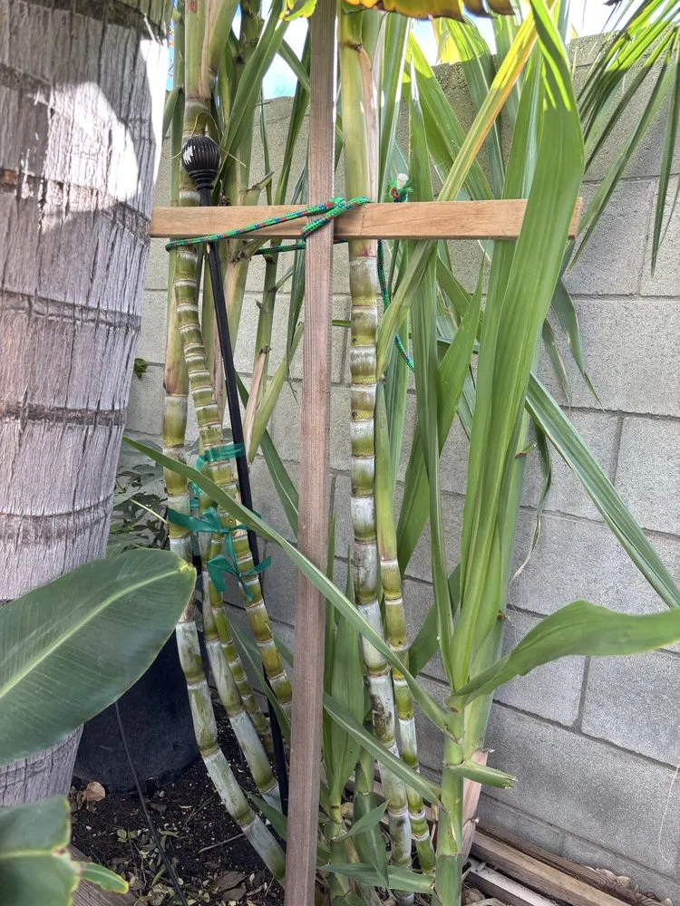 Top-rated lawn care service in Simi Valley, CA - Gueros Lawn Care Service