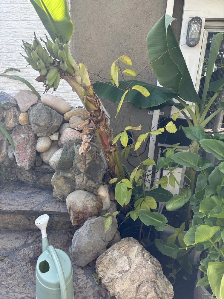 Top-rated lawn care service in Simi Valley, CA by Gueros Lawn Care Service