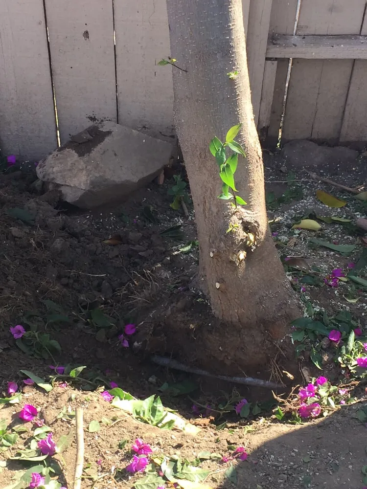 Custom lawn mowing service experts serving Fremont, CA - Guerrero & Sons Landscaping