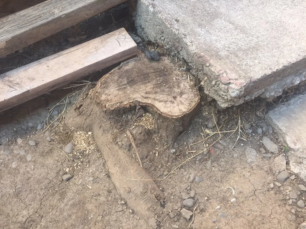 Top-rated landscape installation for year-round maintenance across Fremont, CA - Guerrero & Sons Landscaping