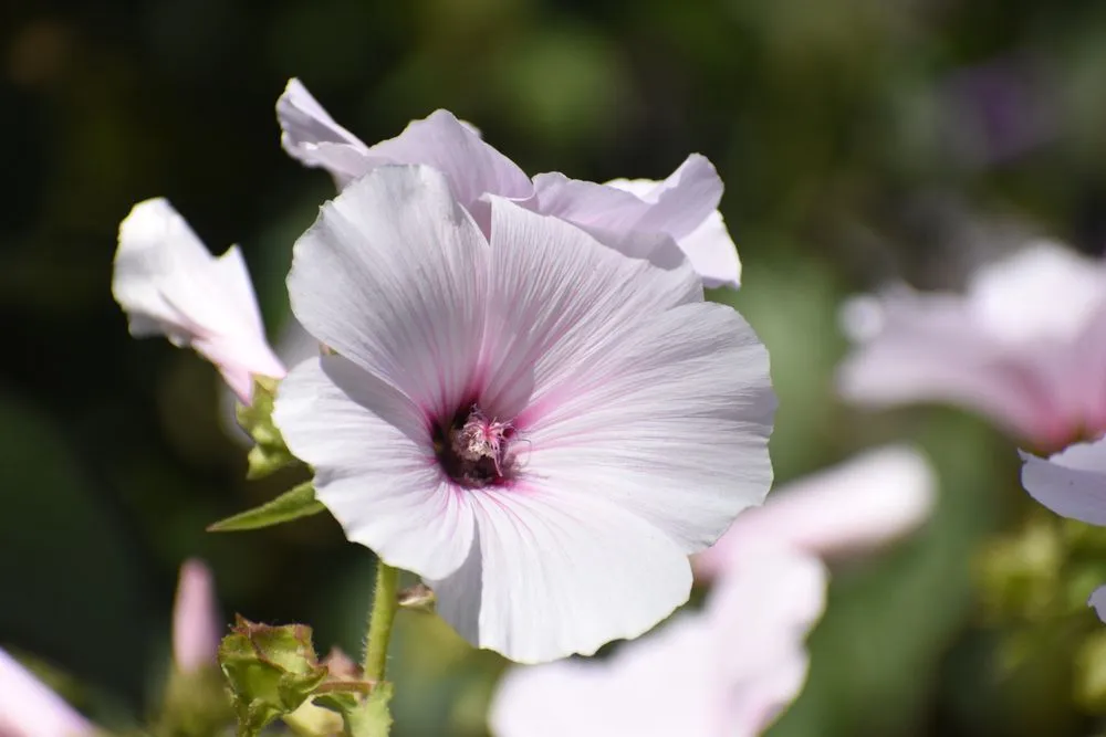 Expert residential landscaping experts serving Inglewood, CA - Guerrero Landscaping And Gardening Services