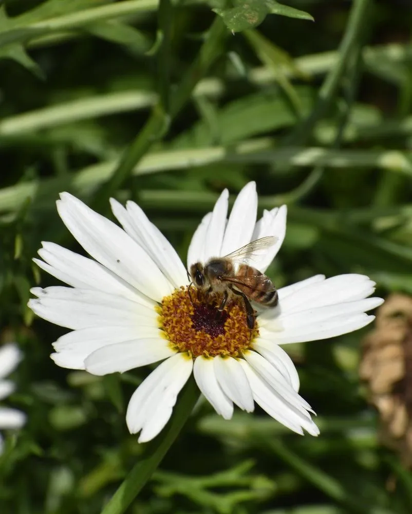 Top-rated garden landscaping in Inglewood, CA by Guerrero Landscaping And Gardening Services