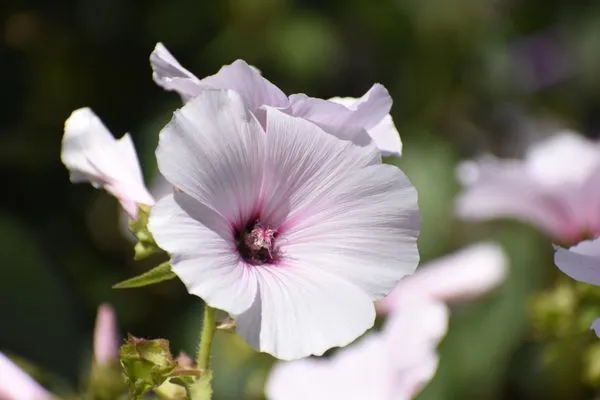 Guerrero Landscaping And Gardening Services Logo