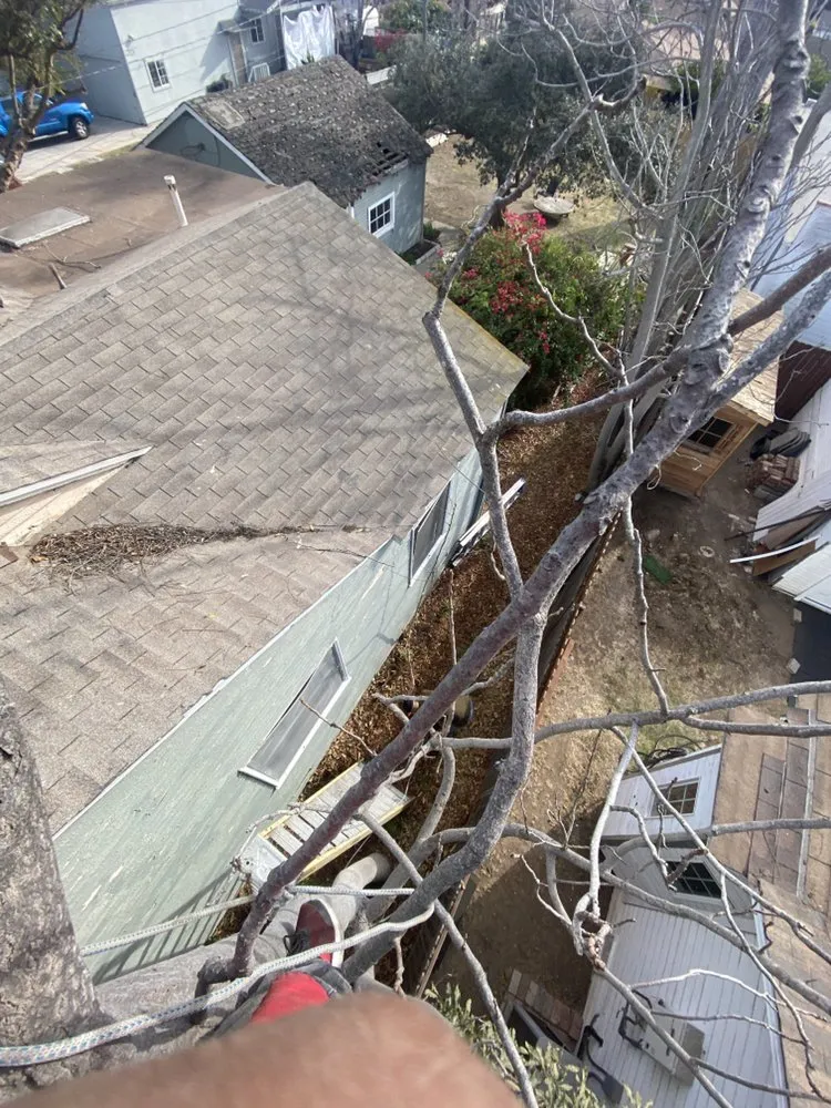 Professional yard maintenance for residential properties in Inglewood, CA by Guerrero Landscaping