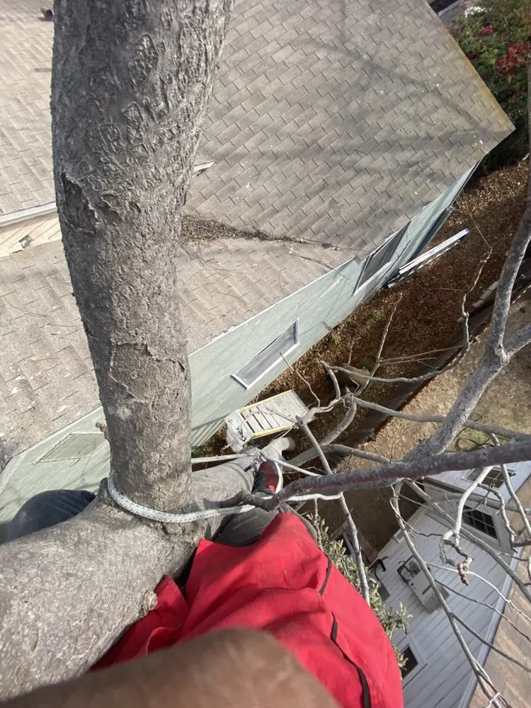 Affordable lawn care service in Inglewood, CA - Guerrero Landscaping