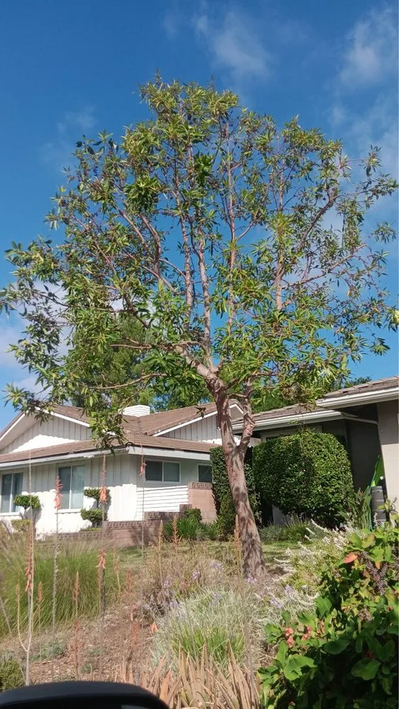 Local landscape design in Covina, CA by Guerrero Ruiz Gardening and Tree Service