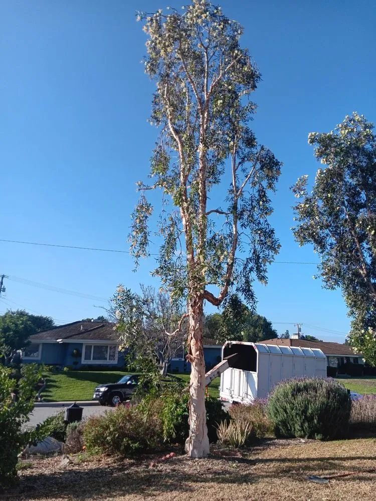 Professional garden landscaping in Covina, CA by Guerrero Ruiz Gardening and Tree Service