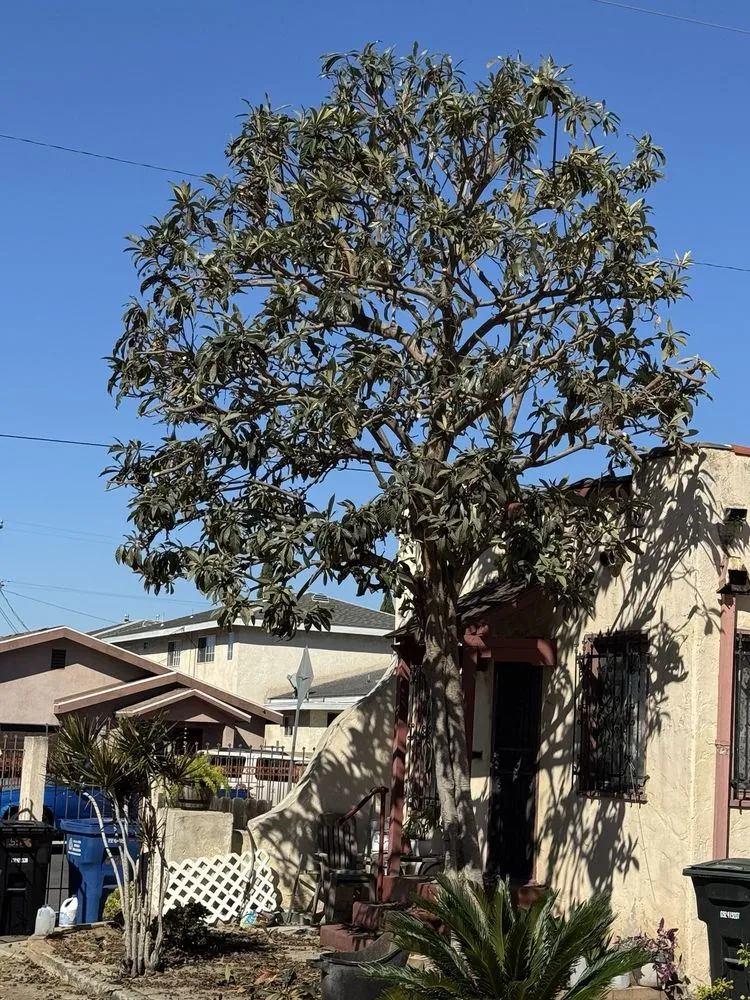 Custom yard cleanup service in Covina, CA by Guerrero Ruiz Gardening and Tree Service