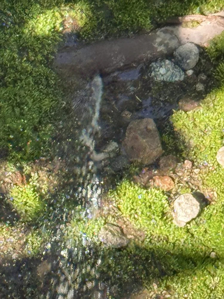 Custom yard maintenance in Covina, CA - Guerrero Ruiz Gardening and Tree Service