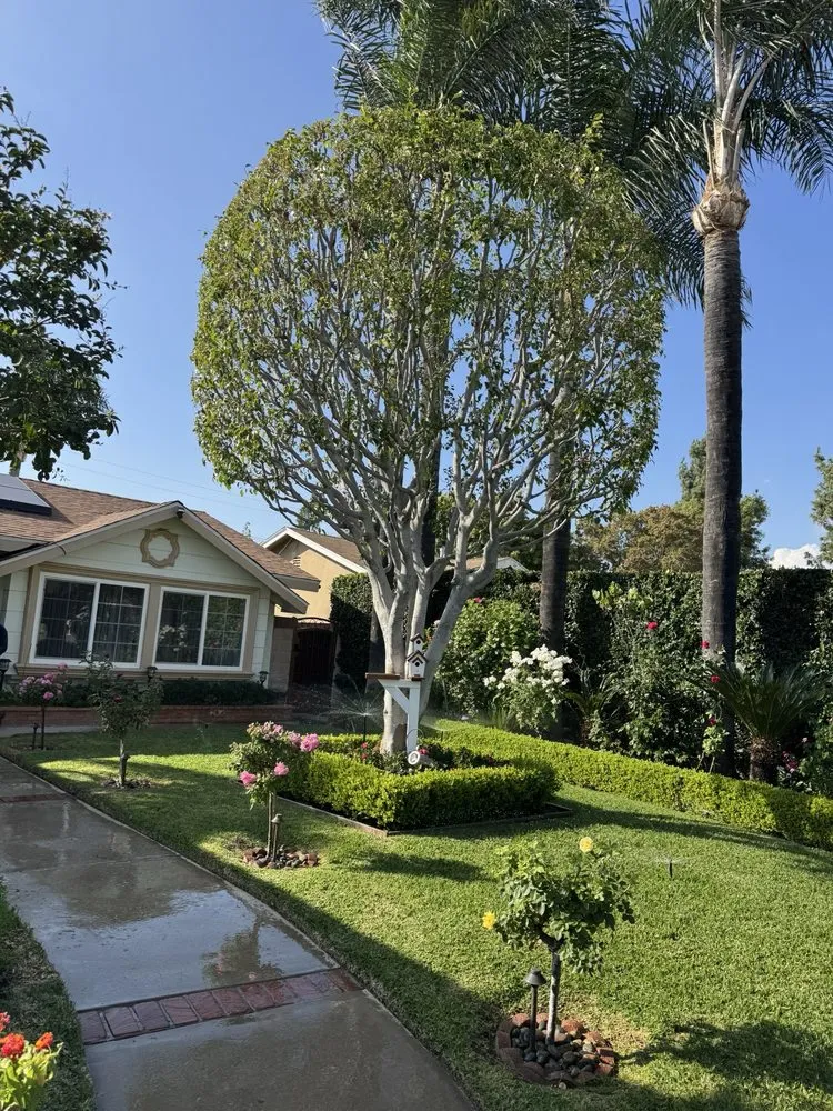 Top-rated yard cleanup service experts serving Covina, CA - Guerrero Ruiz Gardening and Tree Service