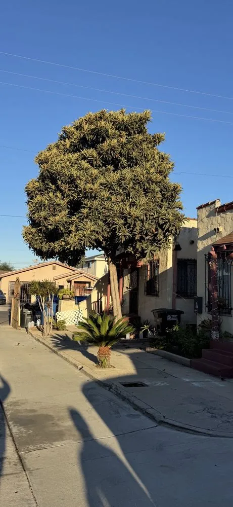 Trusted lawn mowing service for outdoor upgrades in Covina, CA by Guerrero Ruiz Gardening and Tree Service