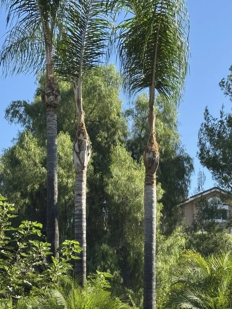 Custom yard cleanup service for beautiful yards in Covina, CA by Guerrero Ruiz Gardening and Tree Service