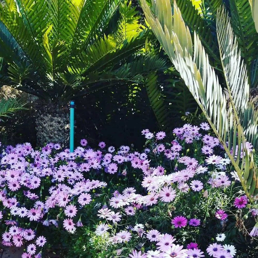 Top-rated residential landscaping in Dallas, TX by Guerrero’s Landscaping