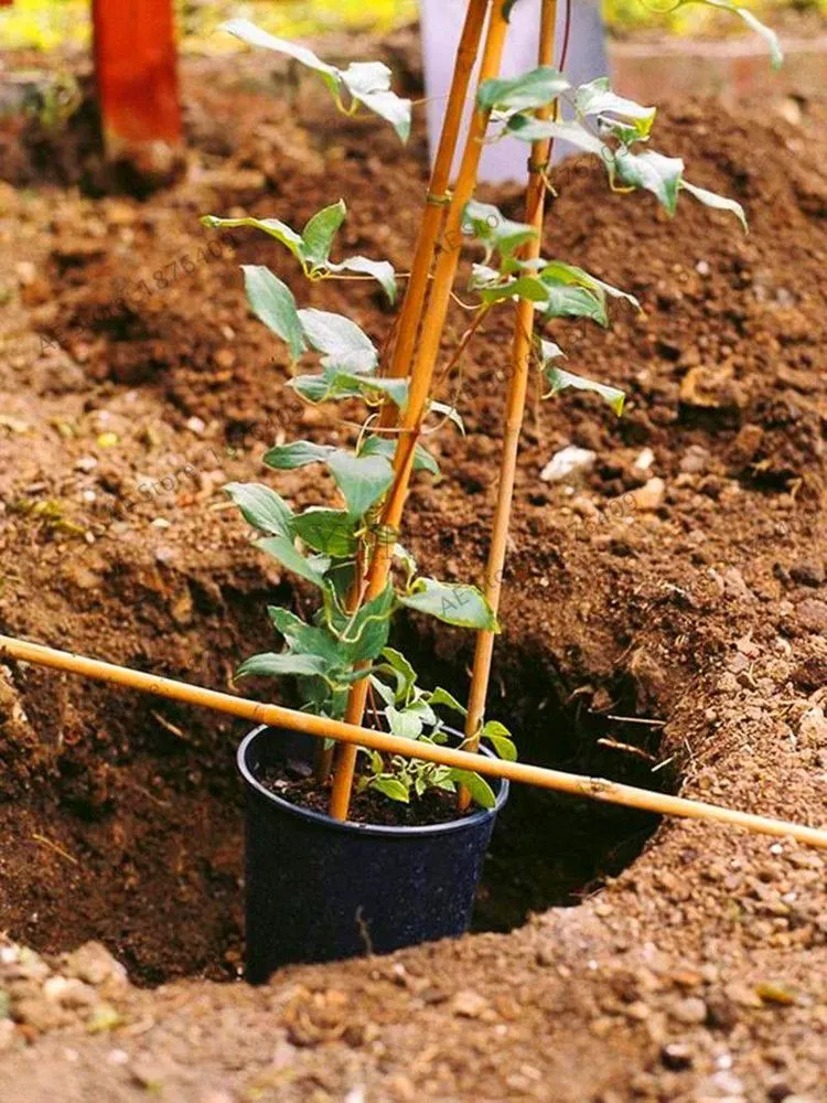 Expert yard cleanup service in Dallas, TX - Guerrero’s Landscaping