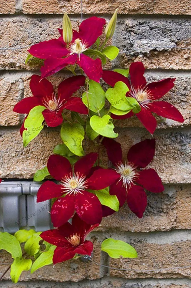 Top-rated lawn mowing service with custom design in Dallas, TX by Guerrero’s Landscaping