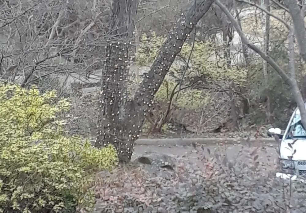 Expert garden landscaping experts serving Dallas, TX - Guerrero's Lighting,Landscape and Irrigation