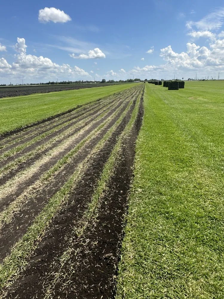 Custom yard cleanup service for outdoor upgrades in Belle Glade, FL by Guerry Sod and Land Service