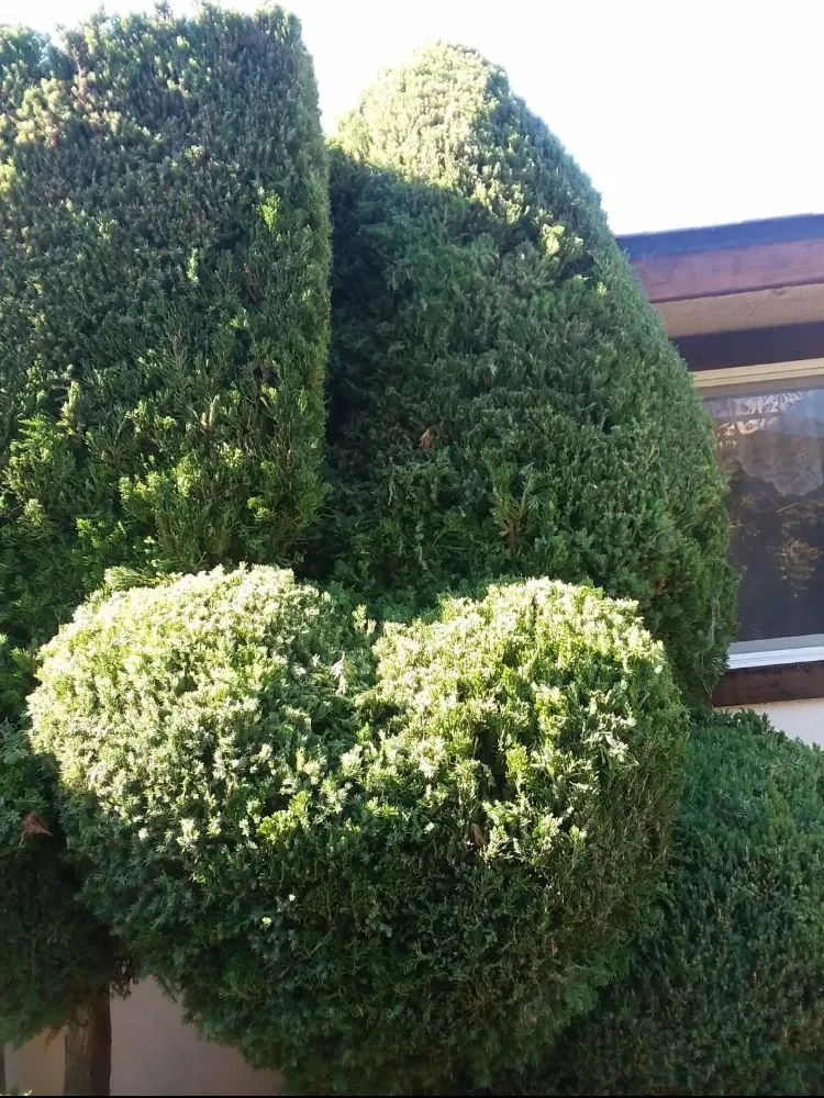 Local lawn mowing service for homes in Lompoc, CA by Guevara Garden Service