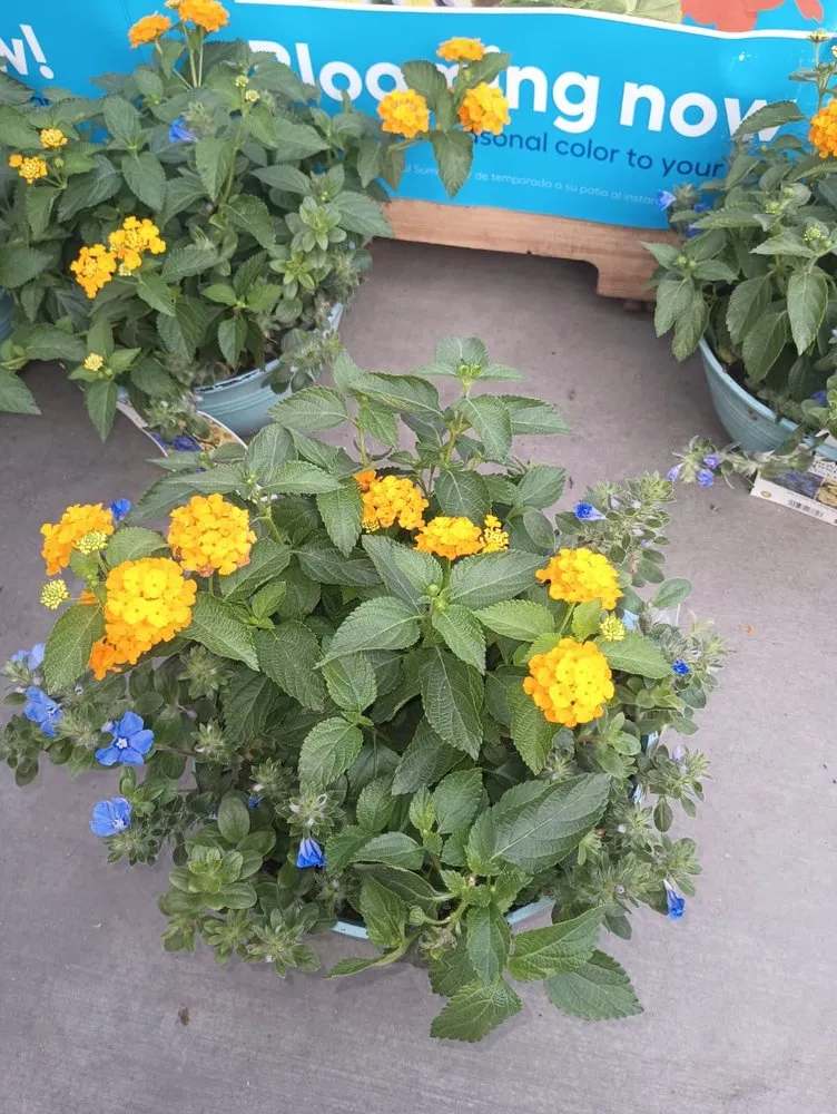 Reliable landscape design for year-round maintenance across Indio, CA - Guevara Gardening