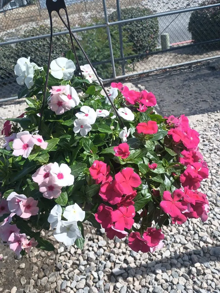 Professional yard maintenance for year-round maintenance in Indio, CA by Guevara Gardening