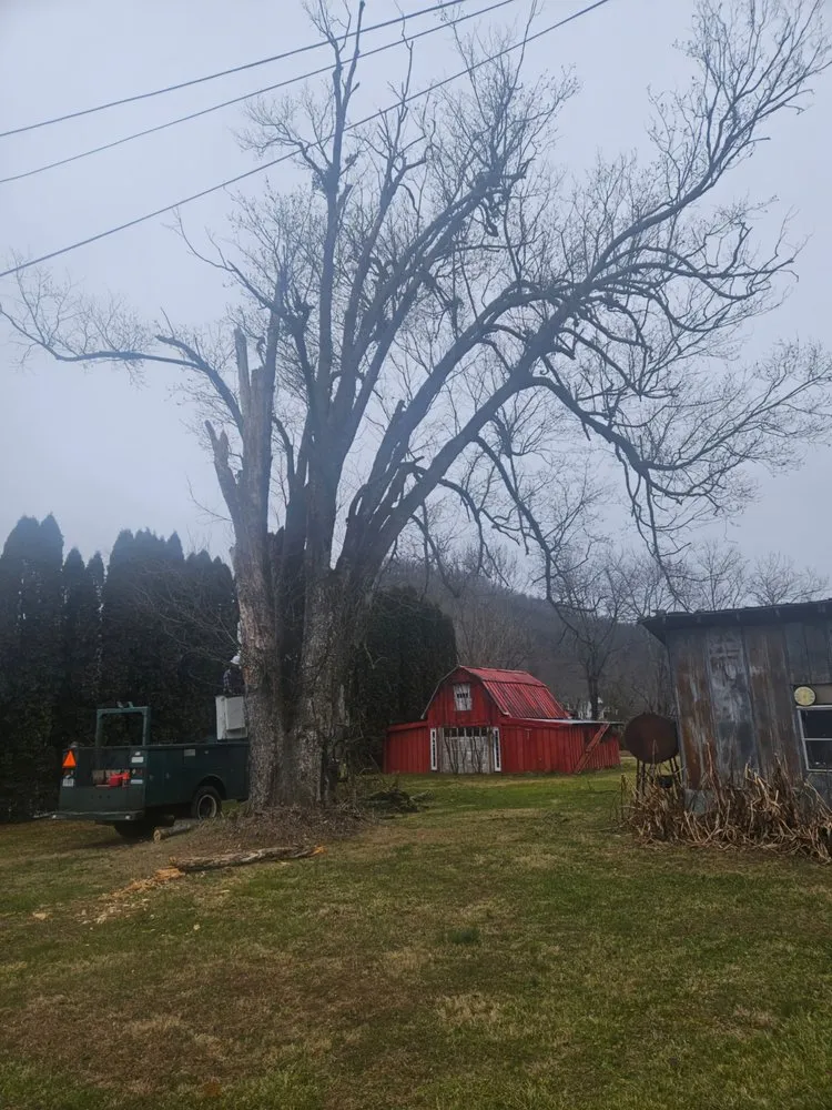 Affordable lawn care service experts serving Marble, NC - Guffey Tree Service
