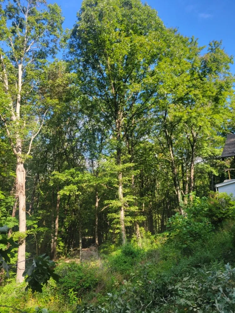 Expert landscape installation in Marble, NC - Guffey Tree Service