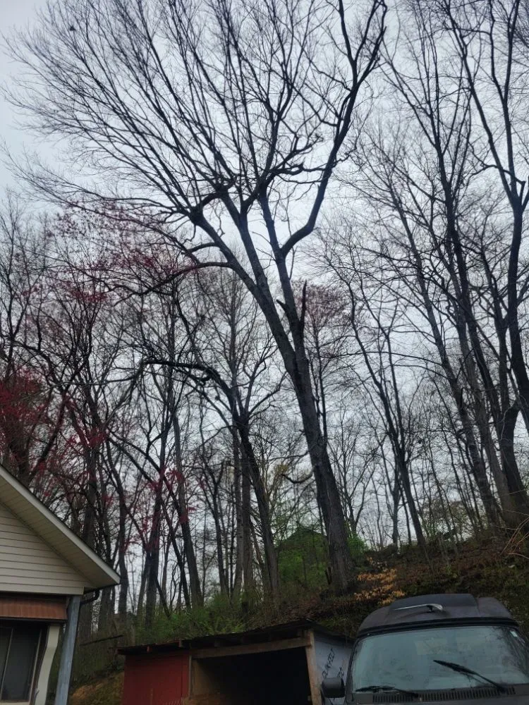 Top-rated landscaping services in Marble, NC - Guffey Tree Service