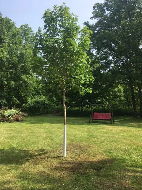 Local outdoor landscaping in Niagara Falls, NY by Guiliani Construction and Landscaping