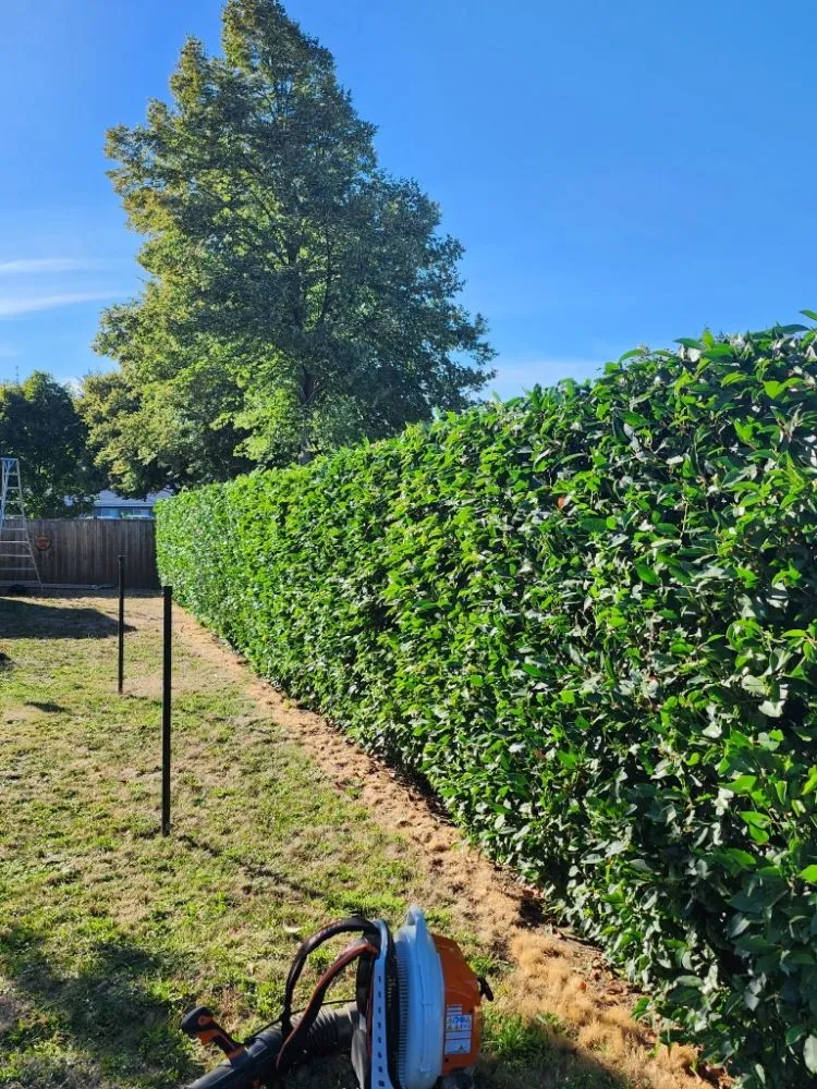 Reliable lawn mowing service near you in Newberg, OR by Guillermo C S Landscaping Services