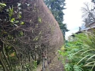 Top-rated yard cleanup service near you in Kingston, WA by Guillermo's Landscaping