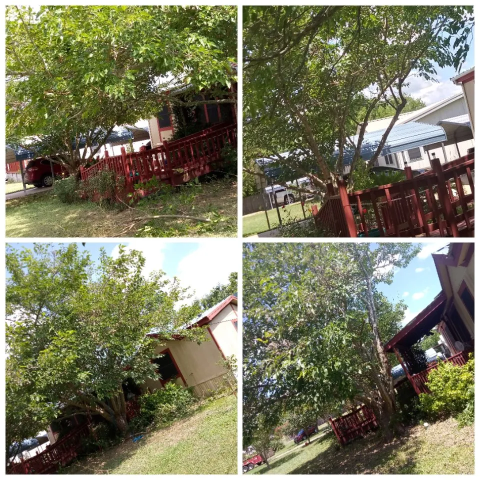 Trusted lawn care service experts serving Del Valle, TX - Guil's Tree Services & Landscaping