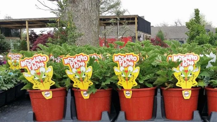 Trusted landscape installation in Greenway, AR - Guite Nursery & Landscape