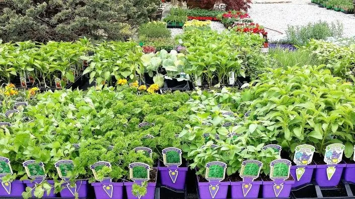 Reliable landscaping services for beautiful yards across Greenway, AR - Guite Nursery & Landscape