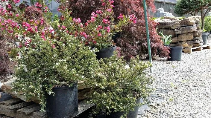 Professional residential landscaping in Greenway, AR - Guite Nursery & Landscape