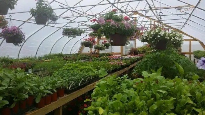 Top-rated yard cleanup service in Greenway, AR - Guite Nursery & Landscape