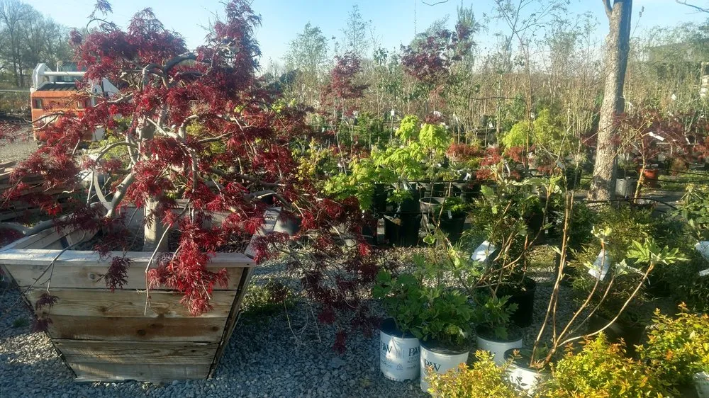 Trusted residential landscaping in Greenway, AR - Guite Nursery & Landscape