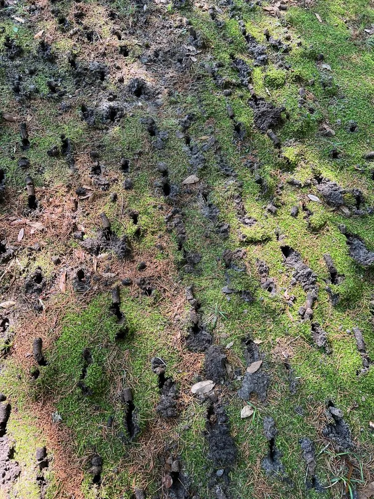 Reliable garden landscaping in Navarre, FL - Gulf Coast Aerations