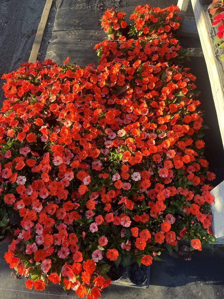 Reliable garden landscaping for beautiful yards in Gulfport, FL by Gulf Coast Exterior Solutions